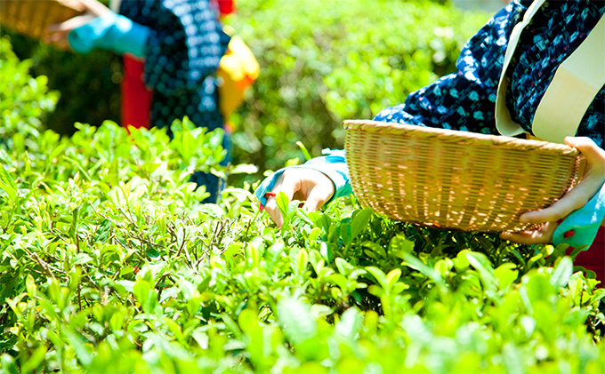 早摘み煎茶いちばん星100ｇ入×3本　宇治茶の木谷製茶場　〈 煎茶 お茶 茶 緑茶 新茶 茶葉 お茶葉 早摘み いちばん星 宇治 〉 加工食品 
