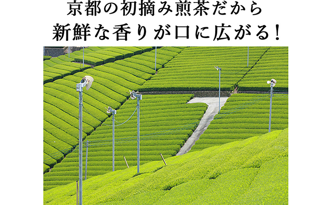 早摘み煎茶いちばん星100ｇ入×3本　宇治茶の木谷製茶場　〈 煎茶 お茶 茶 緑茶 新茶 茶葉 お茶葉 早摘み いちばん星 宇治 〉 加工食品 