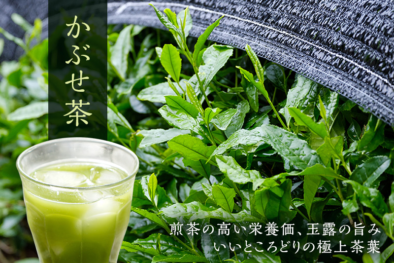 粉末かぶせ茶400g　人気の緑茶を臼挽きで粉末に　宇治茶の木谷製茶場　〈 かぶせ茶 緑茶 宇治茶 粉末 粉末茶 お茶 茶 煎茶 玉露 上級 日本緑茶 臼挽き カテキン 人気 宇治 〉