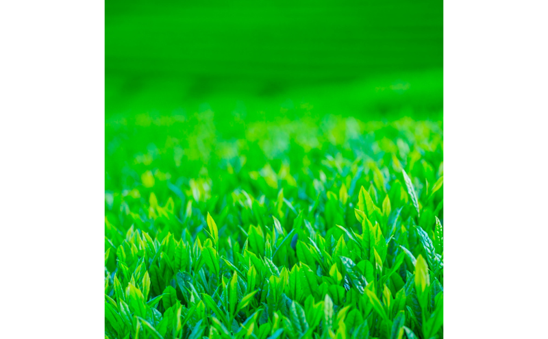 森ããã®åçŽ
è¶ãã¯ããŸã5ã»ããïŒ15è¢å
¥ïŒãçŽ
è¶ ãè¶ è¶ è¶è åçŽ
è¶ãã£ãŒãã㰠飲æã