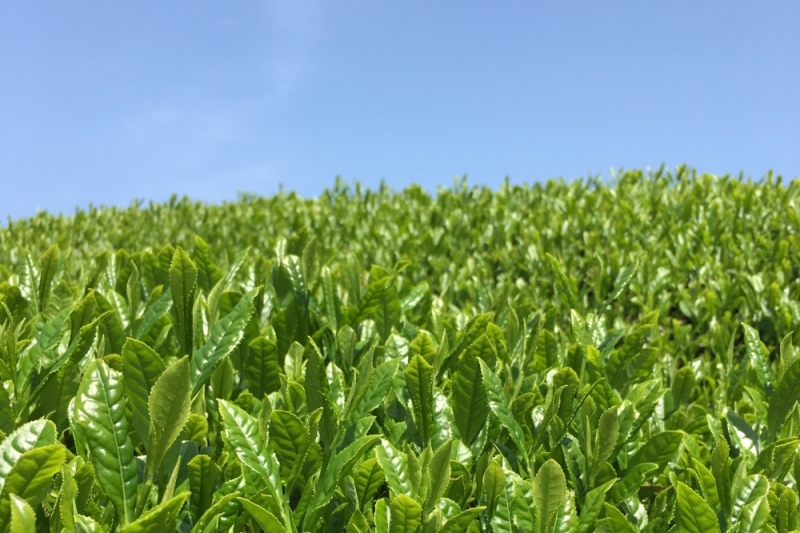 宇治・煎茶ティーバッグ 5g×20個×2袋〈お茶 茶 煎茶 緑茶 かぶせ茶 飲料 ティーバッグ 煎茶ティーバッグ ティーパック 宇治茶 日本茶 加工食品〉