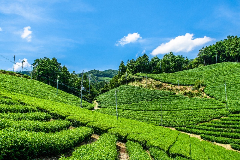 宇治・有機焙じ茶ティーバッグタイプ 3g×40個入×2缶〈有機 オーガニック 無農薬 お茶 ほうじ茶 焙じ茶 ティーバッグ ティーパック宇治 飲料 日本茶 加工食品 リラックス 茶缶〉