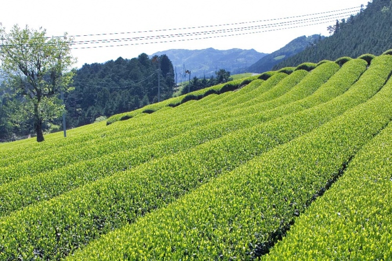 宇治ほうじ茶ティーバッグ 3ｇ×20個入×3袋〈ほうじ茶 お茶 茶 宇治 ティーバッグ ティーパック 焙じ茶 上級 香り 飲料 加工食品〉
