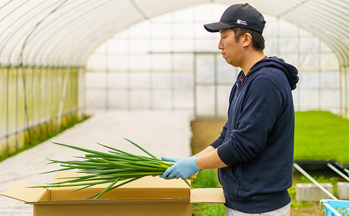 【4か月定期便】生産農家直送 京野菜・九条ねぎ2kg〈定期便 ねぎ ネギ 葱 九条ねぎ 京野菜 京都 新鮮 甘い 農家直送 野菜〉