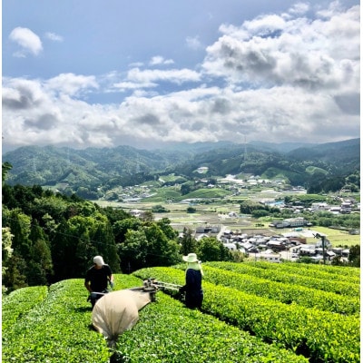 【6本】和束茶の香りを存分に味わうスパークリングティー | Apoptosis Sparkling【配送不可地域：離島】【1651761】