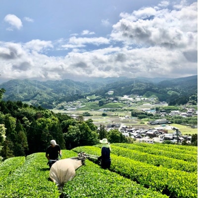 【24本】和束茶の香りを存分に味わうスパークリングティー | Apoptosis Sparkling【配送不可地域：離島】【1651768】