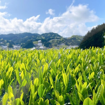 【24本】和束茶の香りを存分に味わうスパークリングティー | Apoptosis Sparkling【配送不可地域：離島】【1651768】