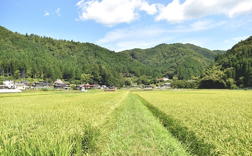 【定期便】長老米 4kg（2kg×2袋）×3カ月連続 総量12kg 新米 京都 京丹波町産 米 コシヒカリ 清流育ち 栽培地域限定 ※北海道・東北・沖縄・その他離島は配送不可