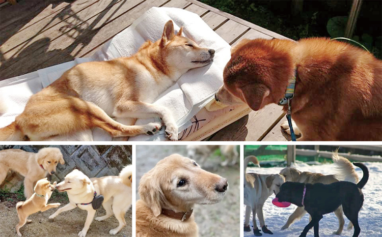 老犬ホーム あん施設利用券（9,000円分） 犬専用総合ケアハウス 愛犬愛護活動　[030RA001]