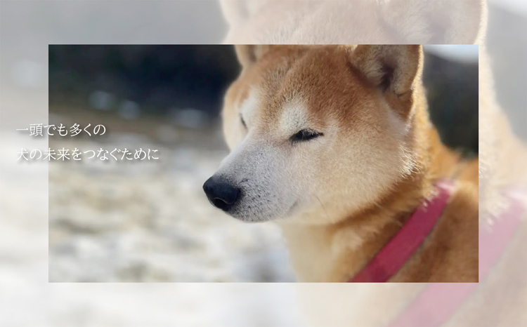 老犬ホーム あん施設利用券（6,000円分） 犬専用総合ケアハウス 愛犬愛護活動　[020RA001]