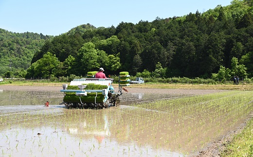 《 先行予約 》 こしひかり 京丹波町産 5kg 令和8年産米 精米 お米 京都 丹波 コシヒカリ 特A獲得 産地直送 ※北海道・沖縄は配送不可 [012OK002]