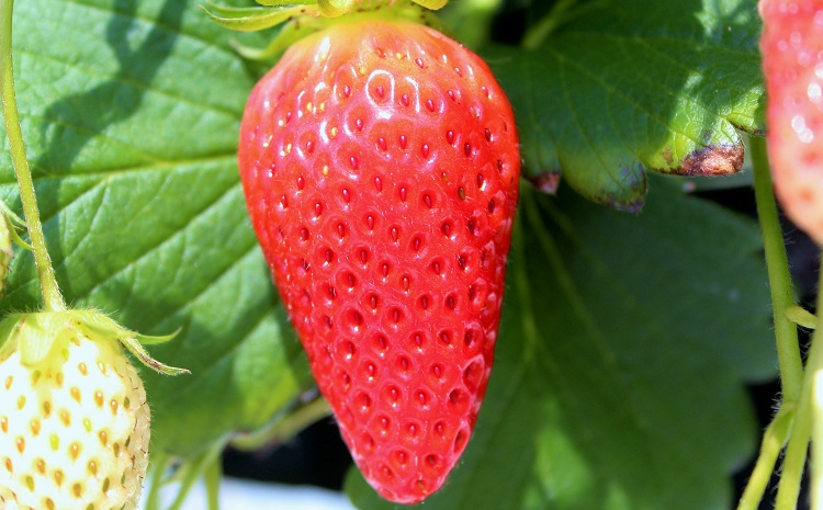 あきひめのコンフィチュール6個セット