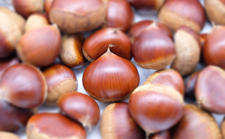 チルド熟成 丹波くり 3L 1kg（京都 京丹波町産 丹波栗 熟成 生栗） ※北海道・沖縄・その他離島は配送不可