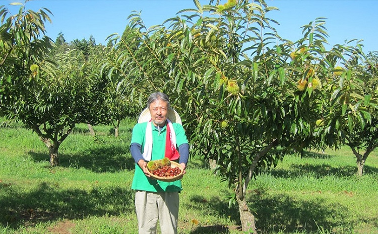 とれたて 丹波くり 3L 1kg（京都　京丹波町産 丹波栗 生栗）【大粒 和栗 生栗 国産栗 地域限定 丹波栗 くり 栗 栗ご飯】 ※北海道・沖縄・その他離島は配送不可