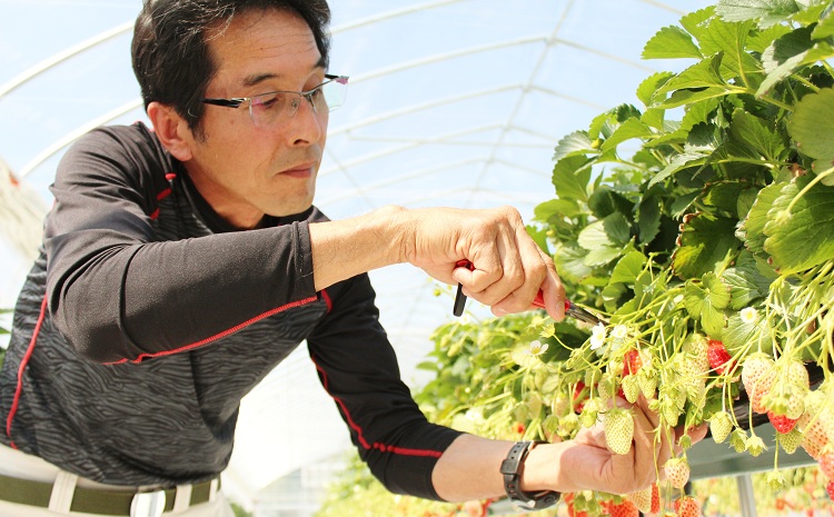 あきひめのコンフィチュール6個セット