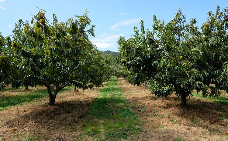 チルド熟成 丹波くり 3L 1kg（京都 京丹波町産 丹波栗 熟成 生栗） ※北海道・沖縄・その他離島は配送不可