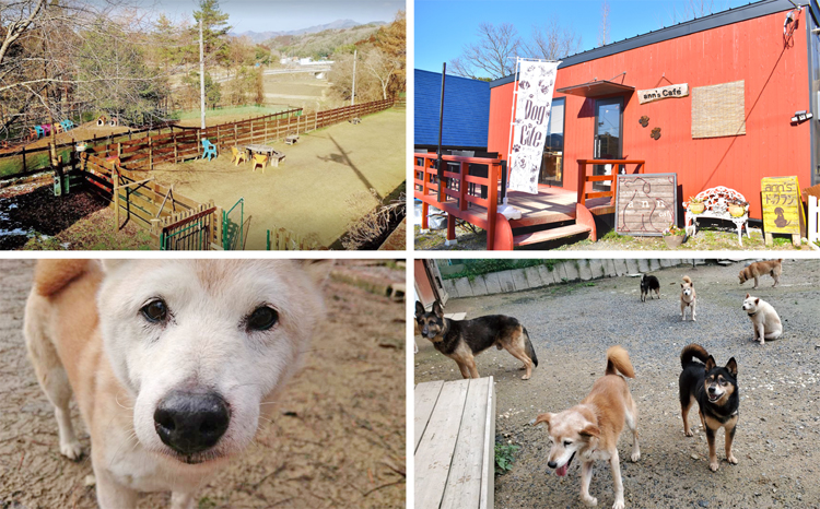 老犬ホーム あん施設利用券（9,000円分） 犬専用総合ケアハウス 愛犬愛護活動　[030RA001]