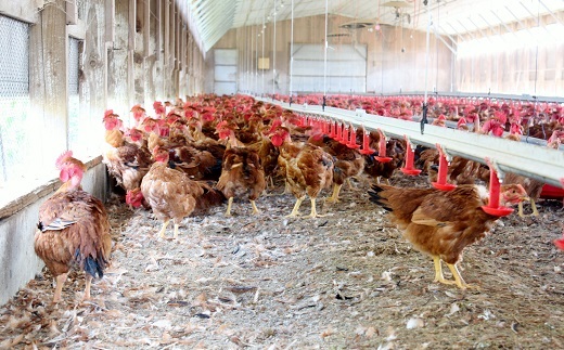 京赤地どり ささみ 300g×8パック 合計2.4kg 北海道・沖縄・その他離島は配送不可 [020CS001]