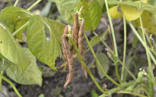 瑞穂大納言小豆 1kg 【地域限定 京丹波町産 ブランド 小豆 あずき あんこ 赤飯 京都 】