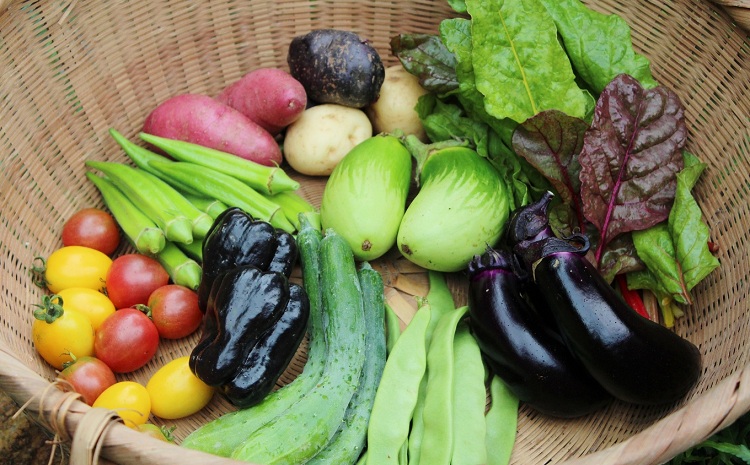 新鮮お野菜ボックス（京都・京丹波町産）≪栽培期間中農薬不使用の安心安全こだわり野菜≫