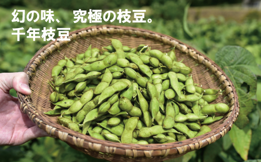 新丹波黒 枝豆 千年枝豆 ２kg さや 京都 丹波 京丹波町産 期間限定 生産者限定 国産 こだわり 厳選 黒豆 枝豆 おつまみ [015HY001L]