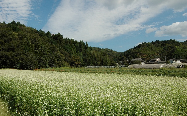 【年越しそば 予約】石臼挽き 自家製粉 瑞穂そば （ にしんそば ） 2人前 つゆ付き ≪ 京丹波町産 蕎麦 100％使用 ≫ ※2024年12月発送 ※北海道・東北・沖縄・その他離島へのお届け不可。