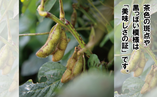 新丹波黒 枝豆 千年枝豆 ２kg さや 京都 丹波 京丹波町産 期間限定 生産者限定 国産 こだわり 厳選 黒豆 枝豆 おつまみ [015HY001L]