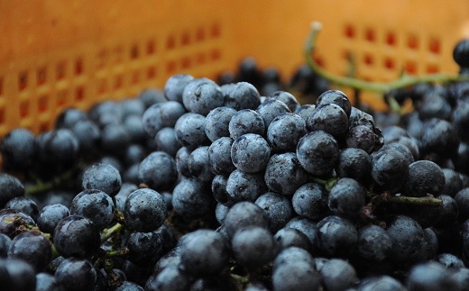 丹波ワイン 京都丹波 ピノノワール【 国産ぶどう使用 赤ワイン 国産ワイン ワイン 】　[022SJ001]