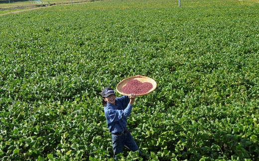 瑞穂大納言小豆 1kg 【地域限定 京丹波町産 ブランド 小豆 あずき あんこ 赤飯 京都 】
