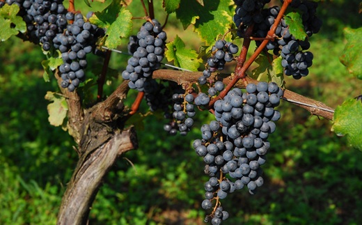 丹波ワイン 京都丹波 ピノノワール【 国産ぶどう使用 赤ワイン 国産ワイン ワイン 】　[022SJ001]