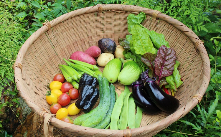 新鮮お野菜ボックス（京都・京丹波町産）≪栽培期間中農薬不使用の安心安全こだわり野菜≫