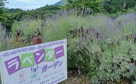 京丹波産ラベンダー ピロースプレー 100ml 2本セット 京都 国産 植物エキス リラックス ラベンダー [015SNT002]