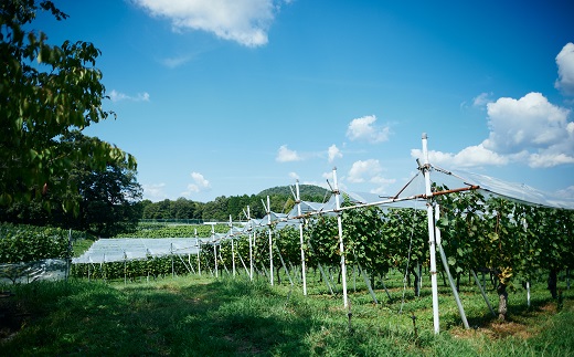 丹波ワイン酸化防止剤無添加スパークリング「てぐみ」ロゼ2本セット　【国産ぶどう使用 国産ワイン ロゼワイン ワイン スパークリングワイン】