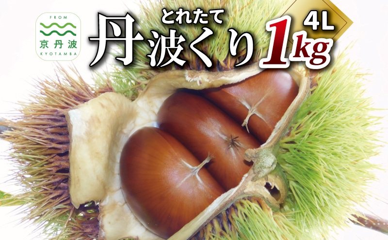 とれたて 丹波くり 4L 1kg（京都　京丹波町産 丹波栗 生栗）【大粒 和栗 生栗 国産栗 地域限定 丹波栗 くり 栗 栗ご飯】 ※北海道・沖縄・その他離島は配送不可