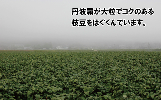 新丹波黒 枝豆 千年枝豆 ２kg さや 京都 丹波 京丹波町産 期間限定 生産者限定 国産 こだわり 厳選 黒豆 枝豆 おつまみ [015HY001L]