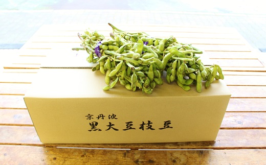 《先行予約》丹波黒枝豆 枝付き 2kg （京都 京丹波町産 丹波黒大豆）≪秋だけの期間限定 数量限定≫【季節限定 おつまみ 枝豆 えだまめ 地域限定 黒豆 ご当地グルメ 特産品】※北海道・沖縄は配送不可 [011KK001L]
