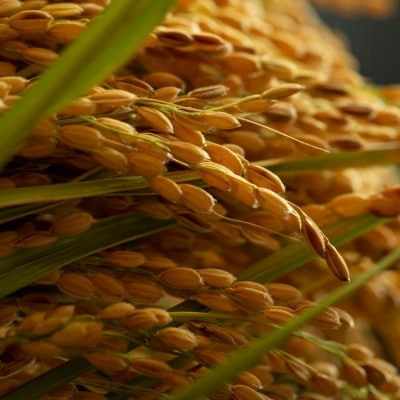 令和7年 京都府産「京の豆っこ米」 玄米30kg　おいしい丹後のコシヒカリ　農家直送【1715124】