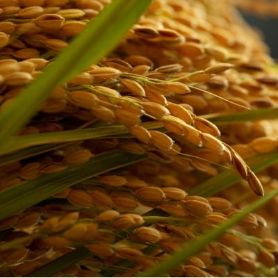 【毎月定期便】京都府産「京の豆っこ米」5kg　おいしい丹後のコシヒカリ　農家直送　全6回【4057185】