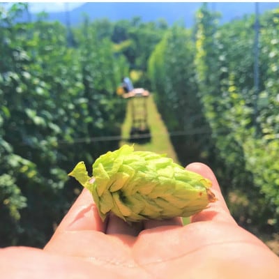 【毎月定期便】【京都ハンナリーズ コラボラベル】ASOBI　350ml×24本クラフトビール全3回【4079235】