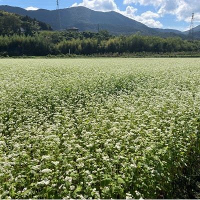 あっぷるさんのそば粉　京都府与謝野町で育った国産蕎麦から作った蕎麦粉　1kg×2袋入り【1625770】