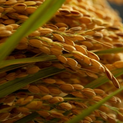 什å7å¹Žç£æ°ç±³ã京éœåºäžè¬éçºç£ã³ã·ãã«ãª 粟米10kgãå±±å£èŸ²åãããã©ã³èŸ²å®¶ãã ããã®ç¹å¥æ œå¹ç±³ã1696444ã