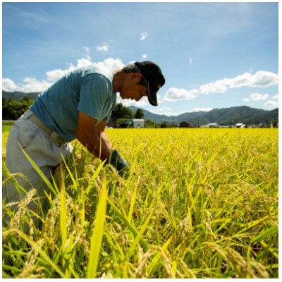 ãæ¯æå®æäŸ¿ã京éœåºç£ã京ã®è±ã£ãç±³ã10kgãããããäž¹åŸã®ã³ã·ãã«ãªèŸ²å®¶çŽéãå
š3åã4057187ã