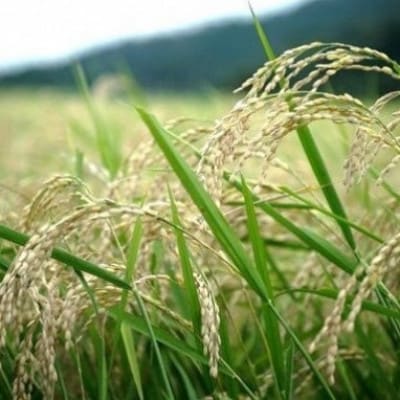 京都丹後産コシヒカリ 精米10kg 栽培期間中、農薬を減らして育てたお米　農家直送【1737556】