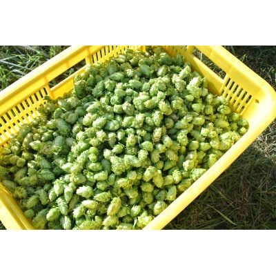 【与謝野町ホップ株主制度】育てて飲むクラフトビール体験　町内醸造限定ビール付き(現地参加型)　5株【1729154】