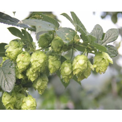 ãäžè¬éçºãããæ ªäž»å¶åºŠãè²ãŠãŠé£²ãã¯ã©ããããŒã«äœéšãçºå
éžé éå®ããŒã«ä»ã(çŸå°åå å)ã3æ ªã1729153ã