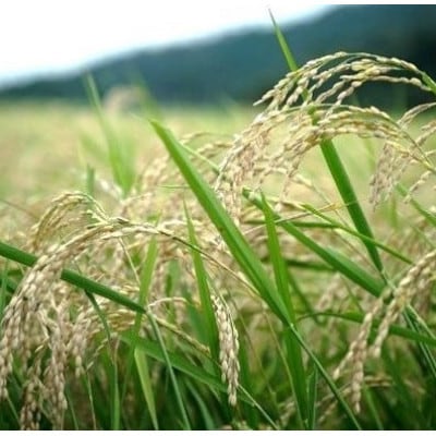 【毎月定期便】京都丹後産コシヒカリ 精米2kg 栽培期間中農薬を減らして育てたお米 農家直送全9回【4086470】