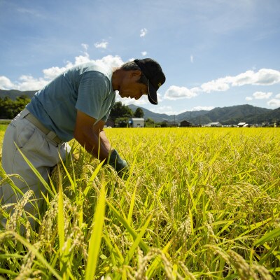【先行受付】令和8年新米コシヒカリ　京都丹後産「京の豆っこ米」 玄米30kg　数量限定・農家直送【1715088】