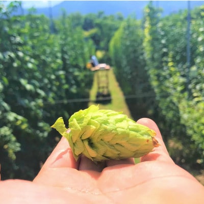 【毎月定期便】【京都ハンナリーズ コラボラベル】ASOBI 350ml×6本 クラフトビール全3回【4081151】