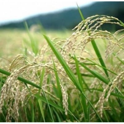 京都丹後産コシヒカリ 精米2kg 栽培期間中、農薬を減らして育てたお米　農家直送【1737559】