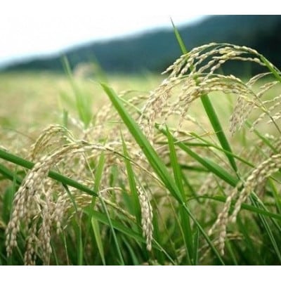 【先行受付】令和8年新米　京都丹後産コシヒカリ　精米2kg　栽培期間中、農薬を減らして育てたお米【1717383】